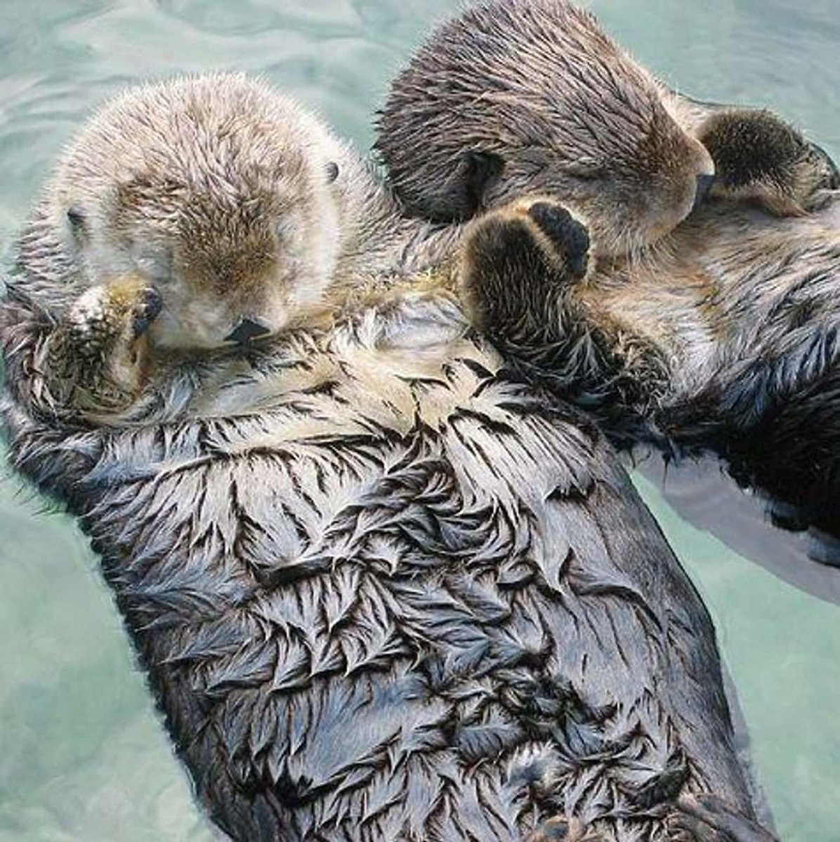 Sea Otters holding hands