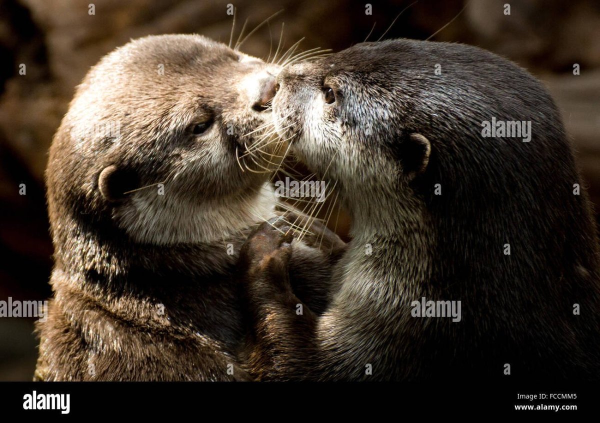 Морская выдра кармашек