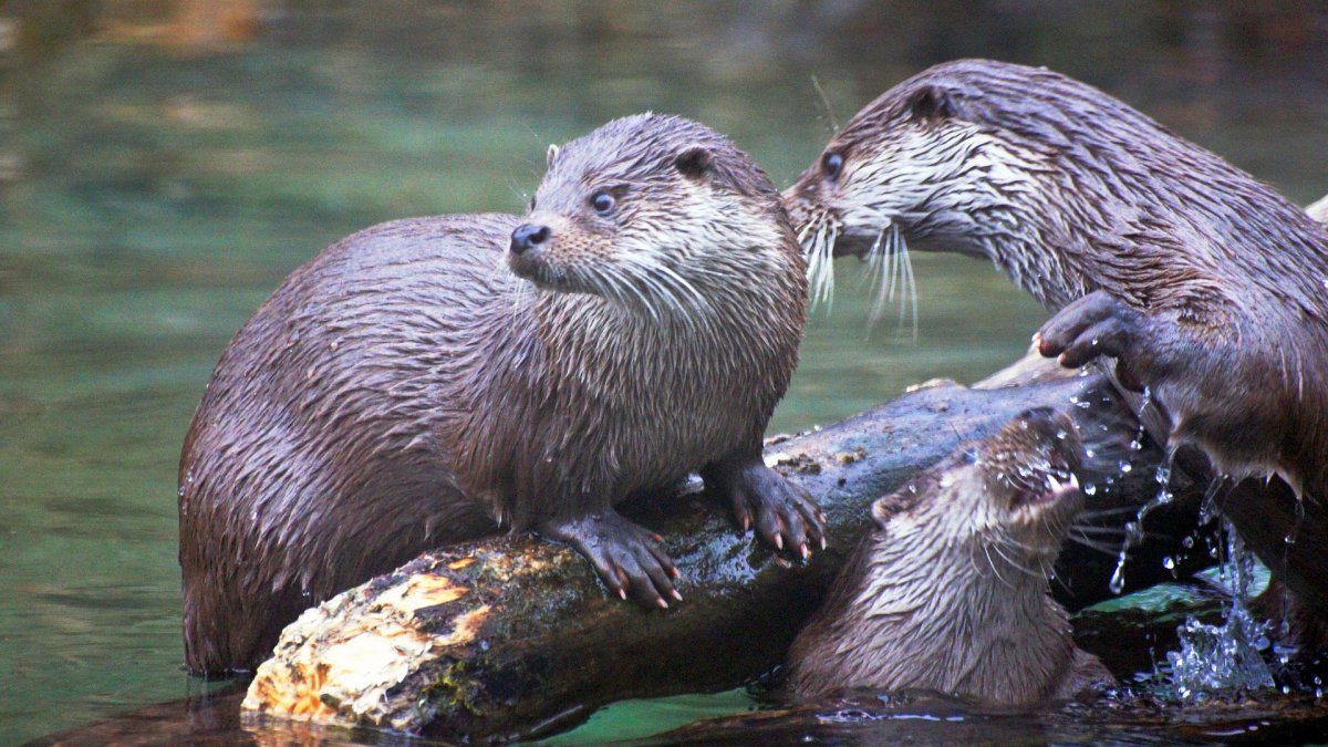 Калан млекопитающее