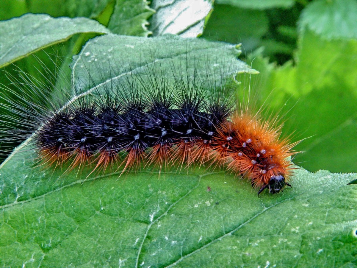 Гусеница медведицы Кайя (Arctia caja).