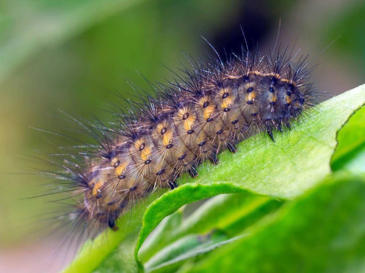 Caterpillar гусеница