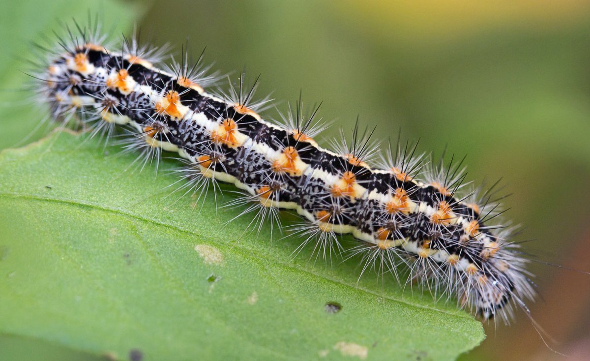 Цитерония Королевская гусеница