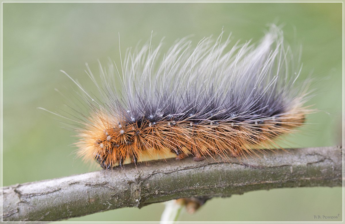 Ночная бабочка Медведица Кайя