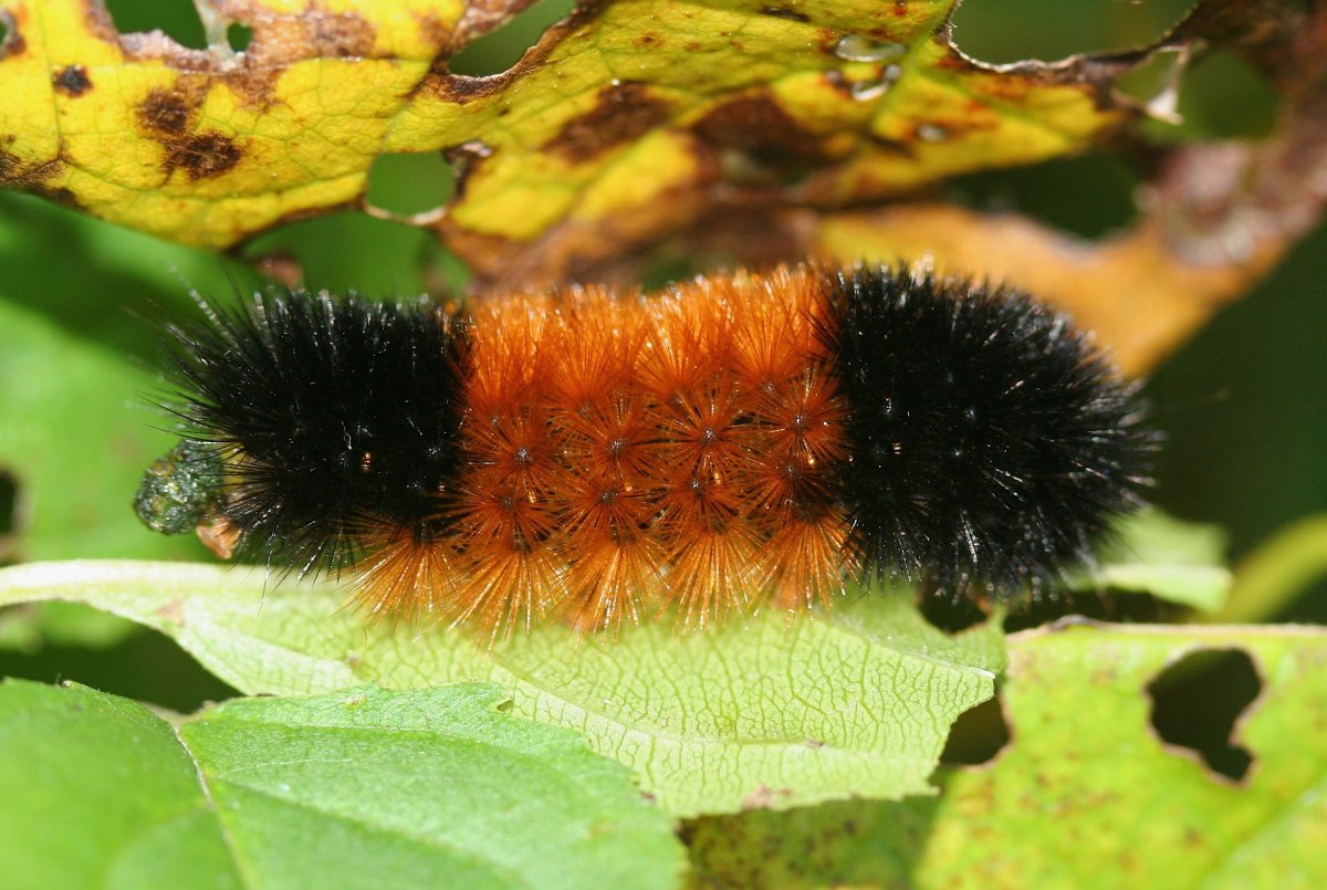 Black Caterpillar чёрная гусеница