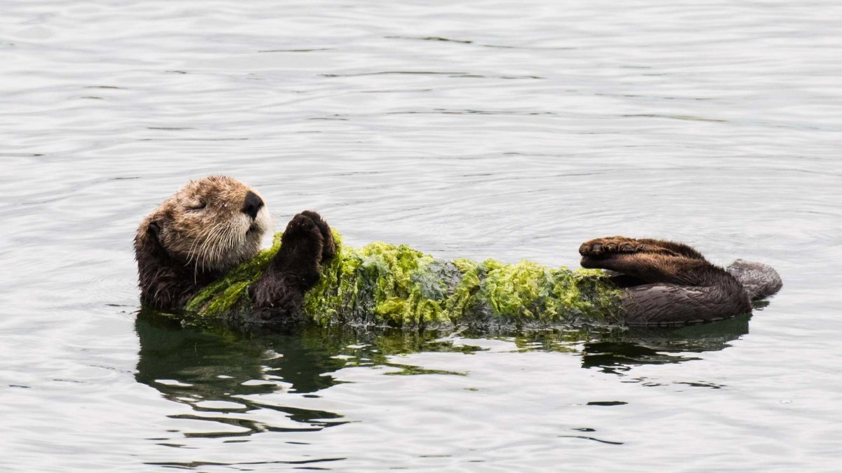 Выдра каландра