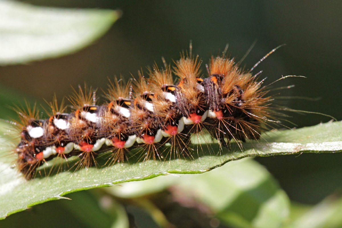 Гусеница бабочки волнянки