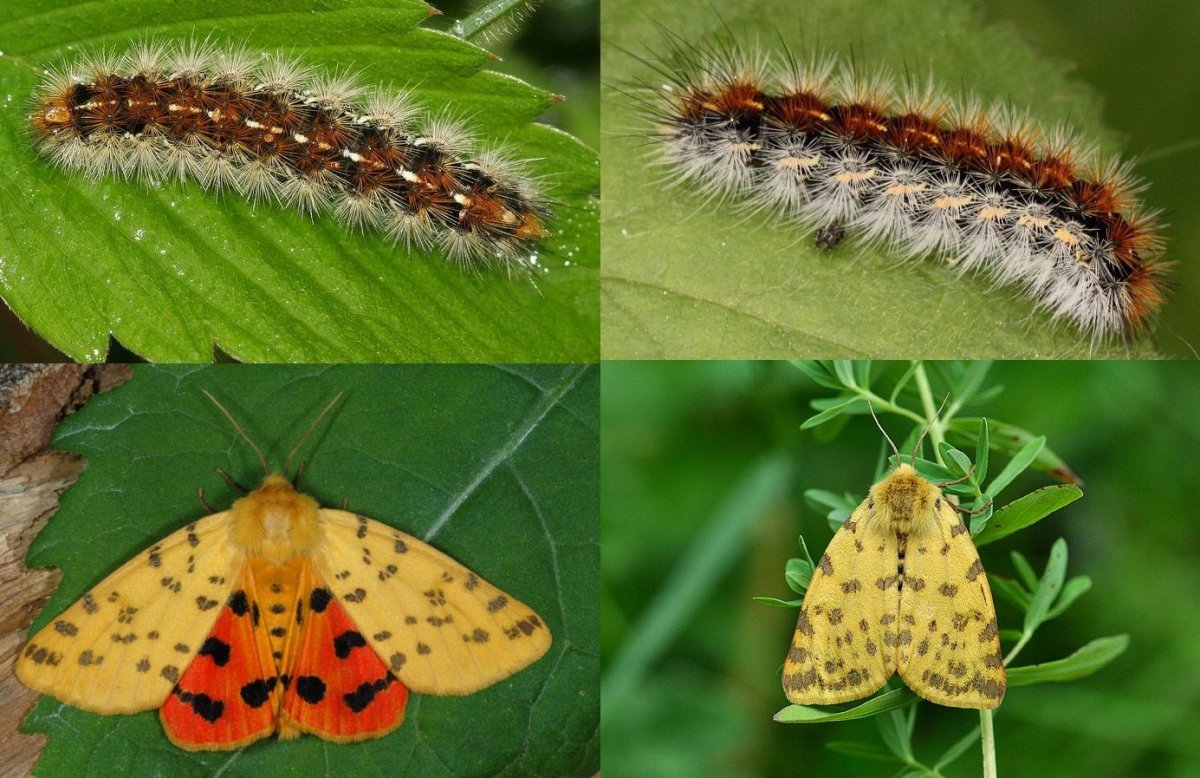 Пушистая гусеница ядовитая
