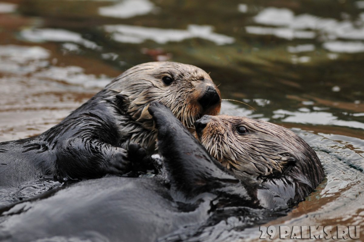 Каланы обнимаются Виктор