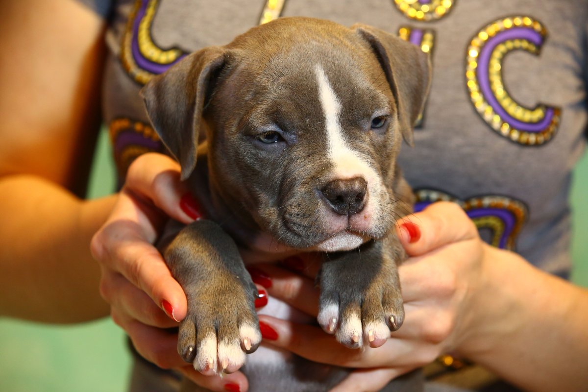 Американ Булл и Дрим питомник