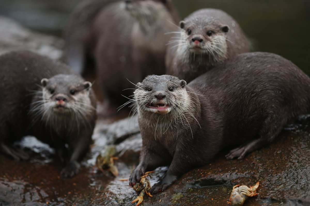 Морская выдра с детенышем
