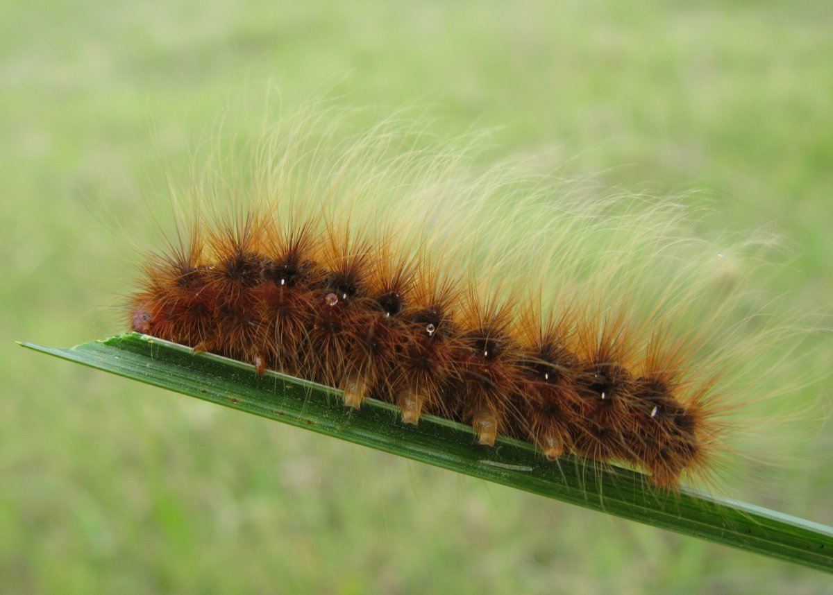 Медведица Кайя бабочка самка