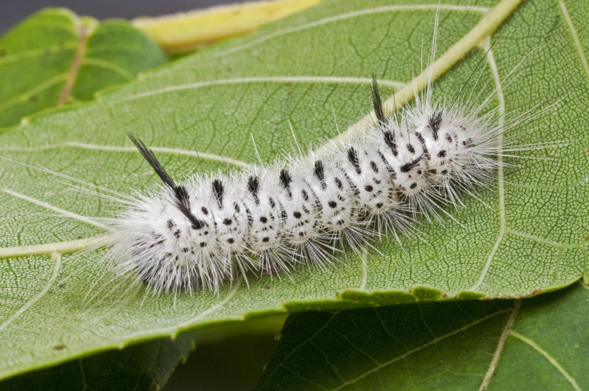 Black Caterpillar чёрная гусеница