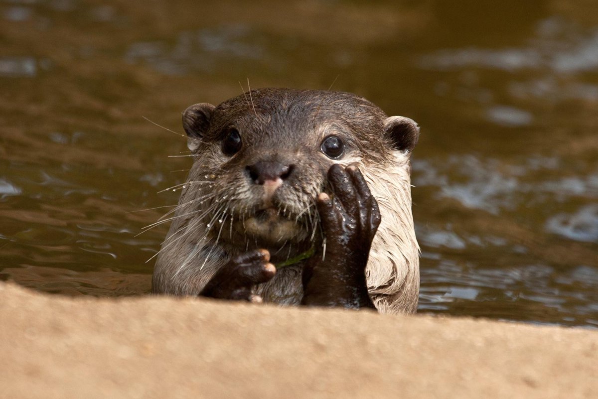 Любовь выдры