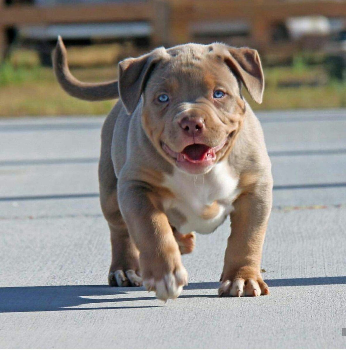 Булли и питбуль