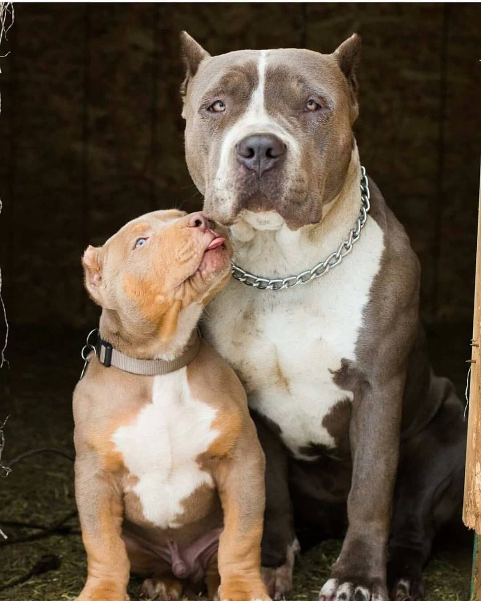 Питбуль американский питбультерьер