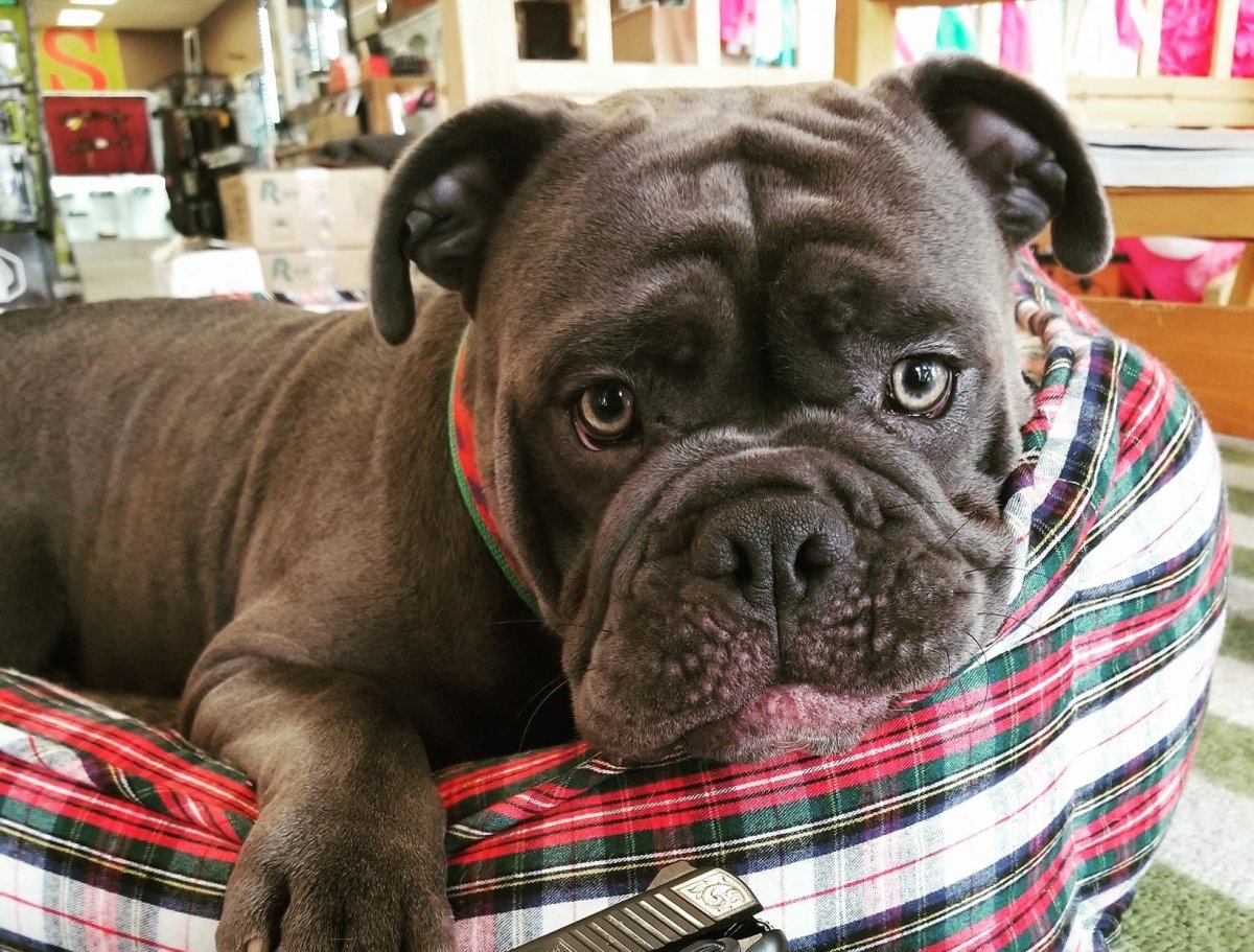 Американский булли чемпионы