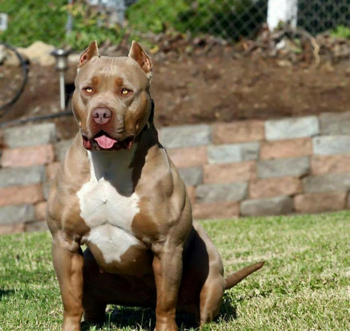 Амстафф булли