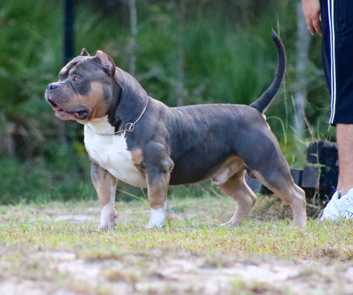Американский булли голубой окрас