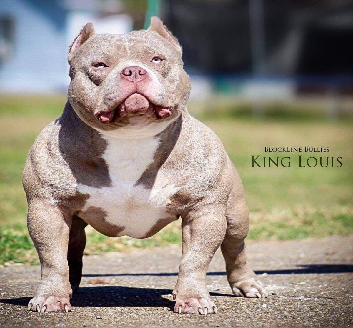 Американский бульдог пит бульдог