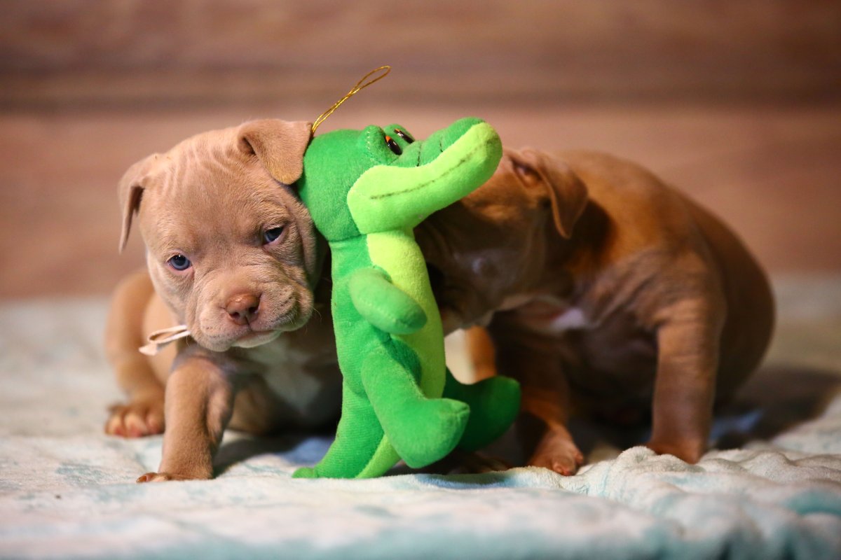 Питомник Американ Дрим американский булли