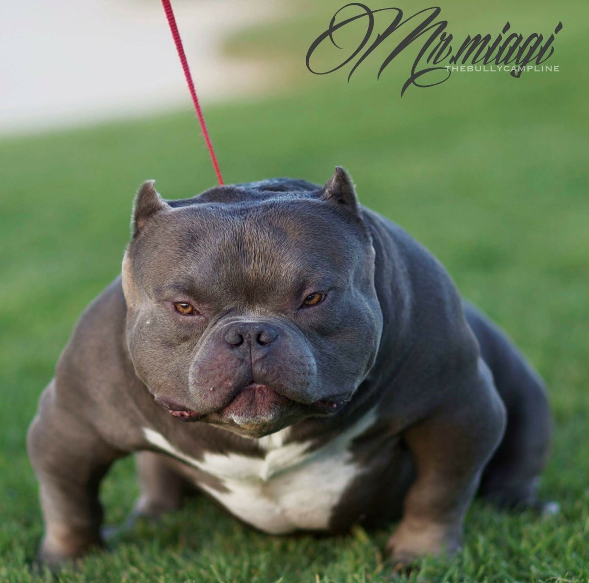 Американский булли золотой