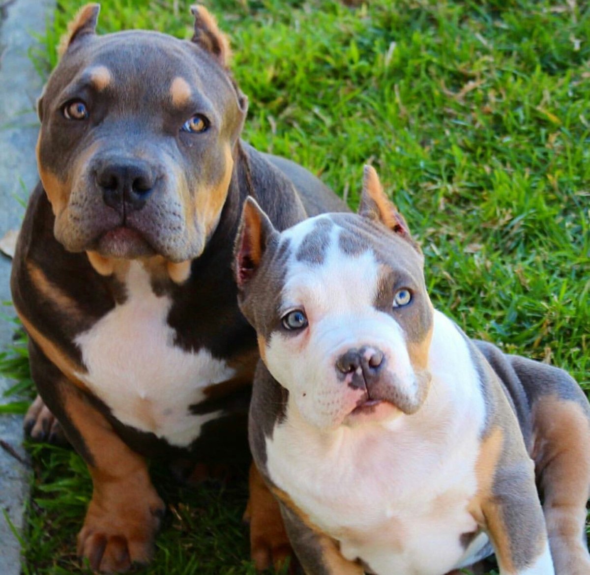 Американскийпетбуль Триеер