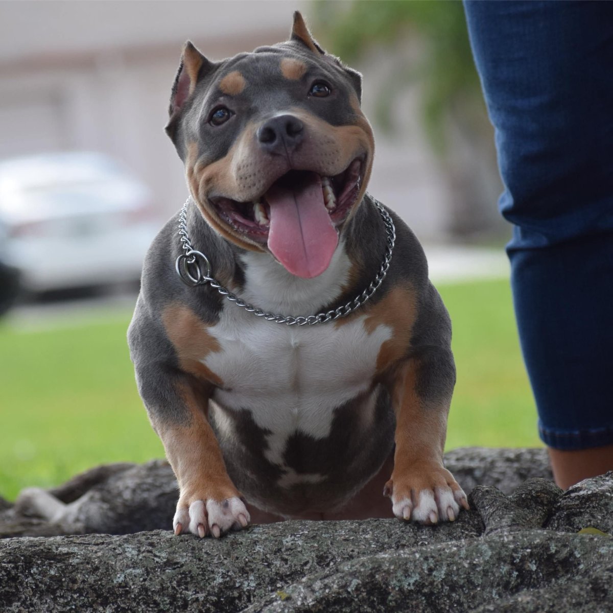 Американский булли покет белый