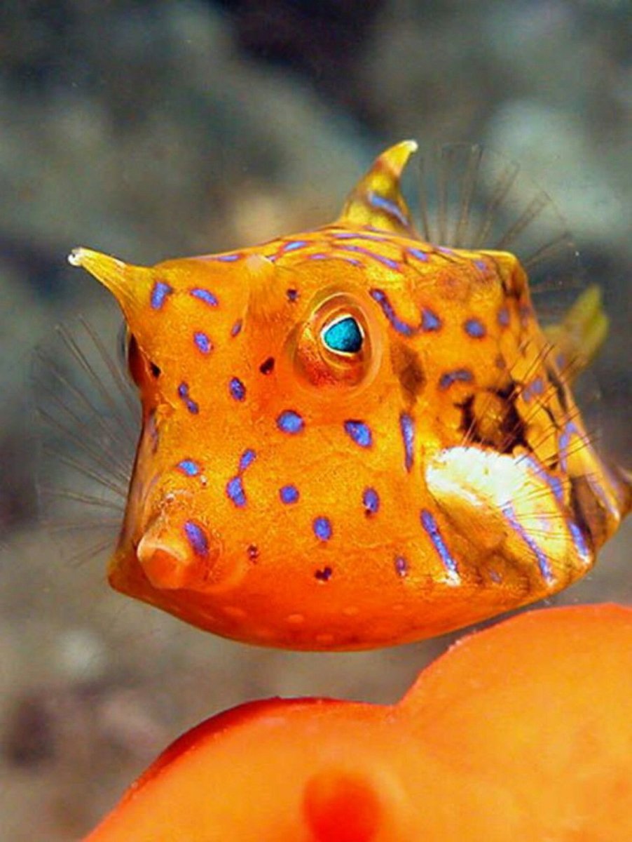 Рыба Еллоу танг