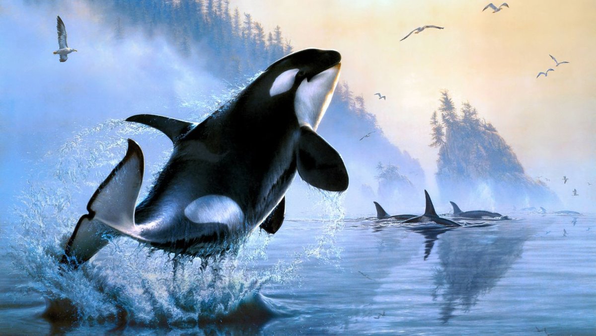 Обои с дельфинами