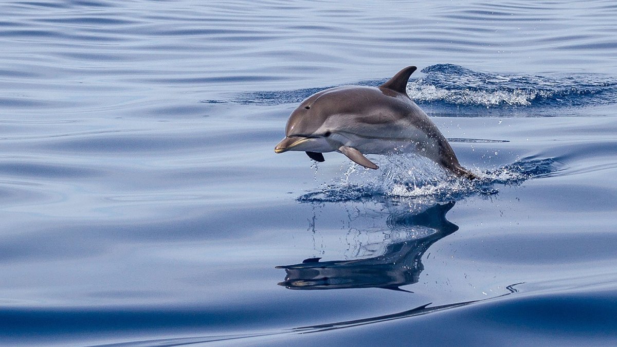 Полосатый продельфин