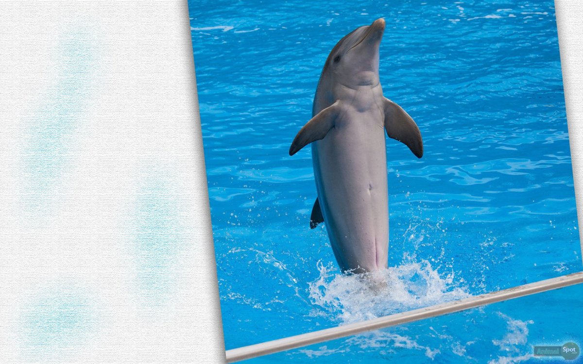 Обои на рабочий стол Дельфин