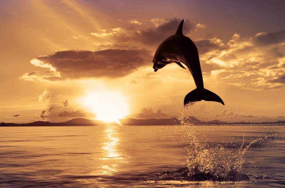 Дельфины на закате