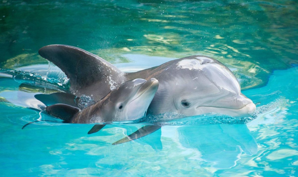 Дельфин Афалина с детенышем