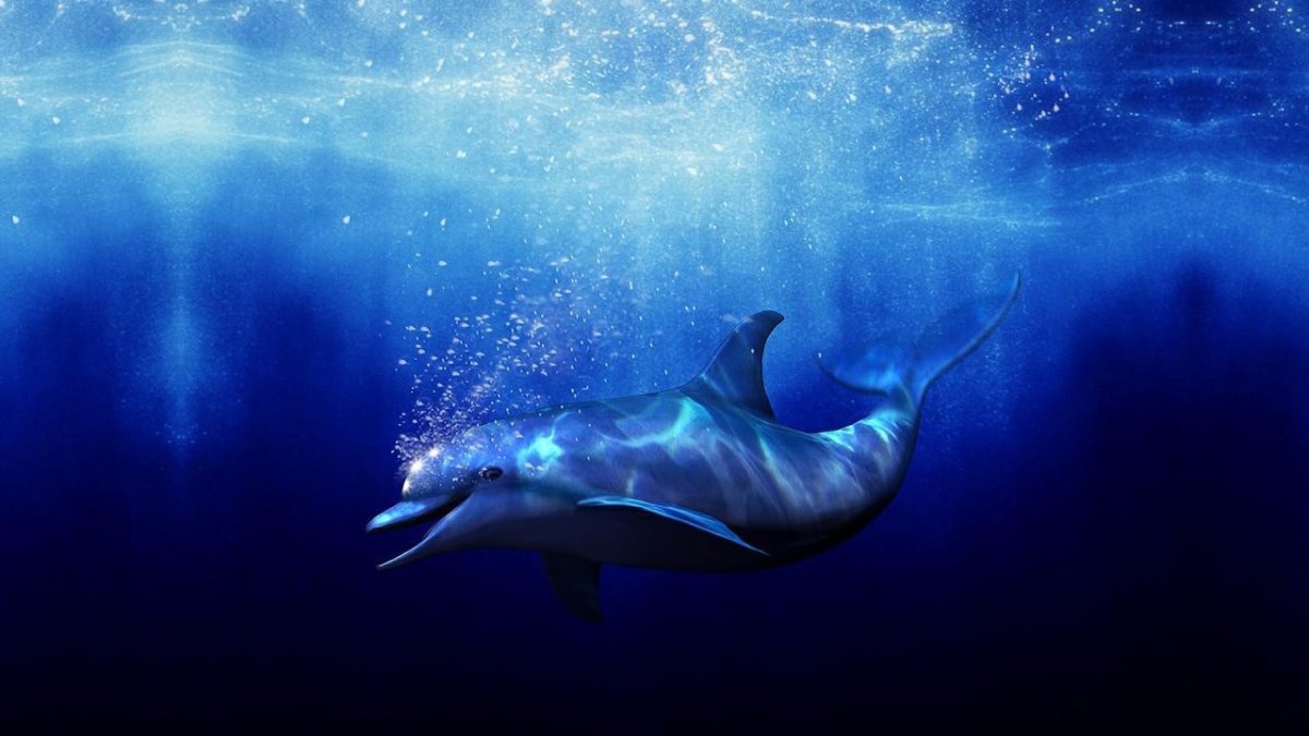Ecco the Dolphin Постер