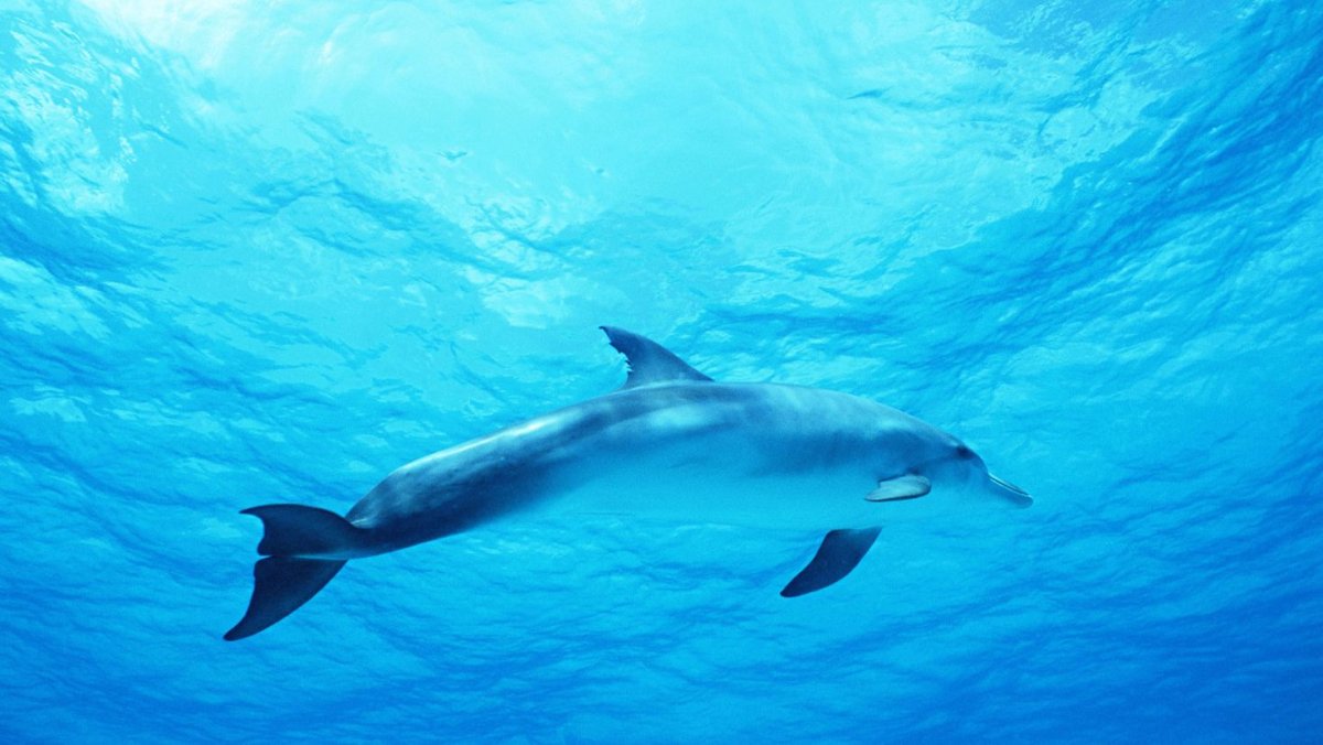 Морские млекопитающие дельфины