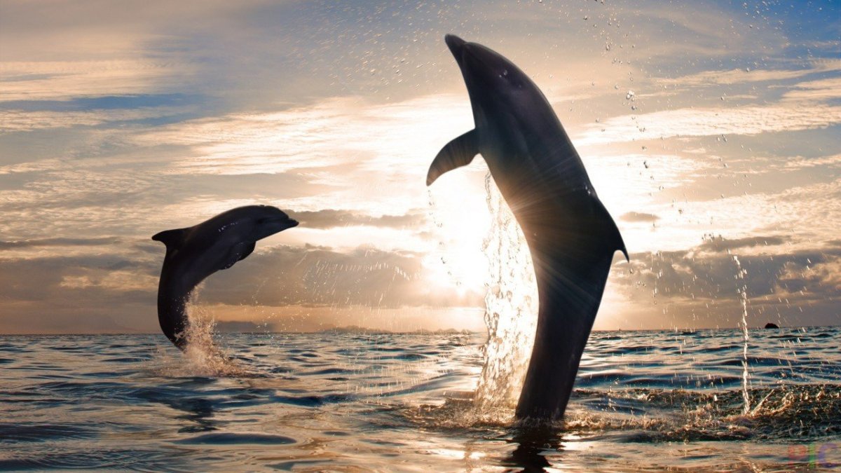 Красивая природа дельфины
