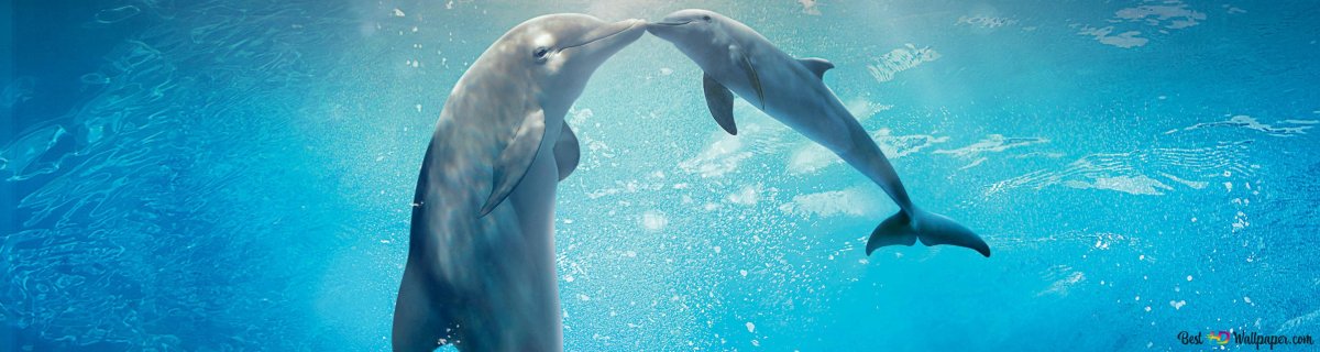 Вставка Дельфин