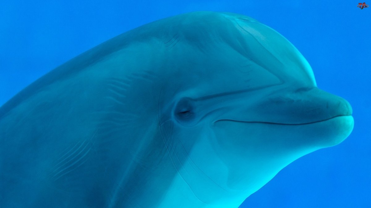 Удивленный Дельфин