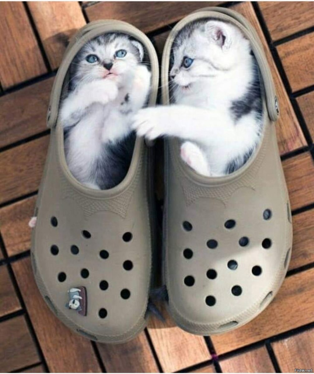 Доброе утро с кошками смешные