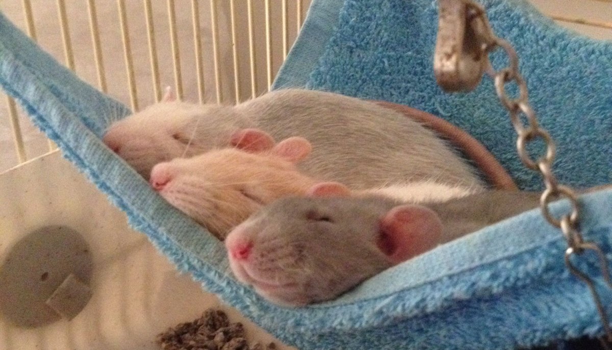 Rat Family
