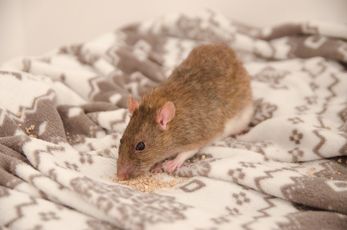 Крыса айвори