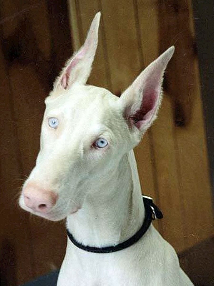 Доберман-пинчер альбинос