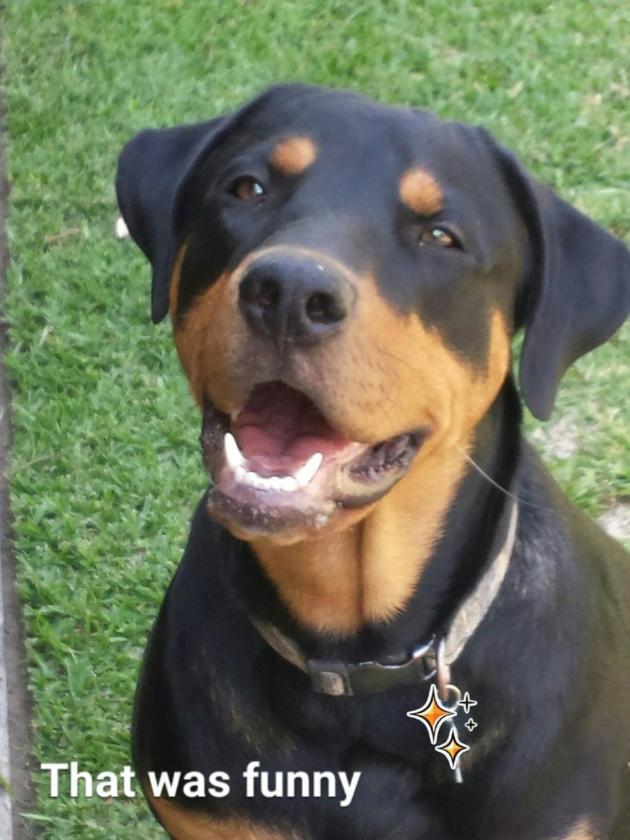 Степной волкодав короткошерстный черный с ротвейлером