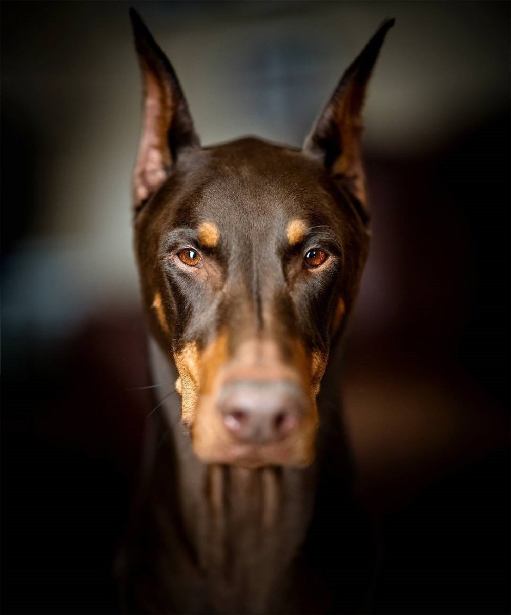 Собака Доберман белый