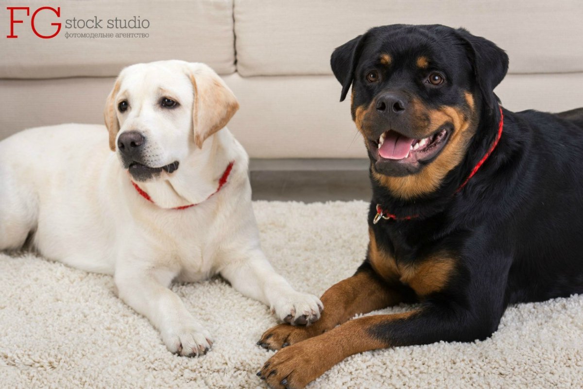 Лабрадор ротвейлер