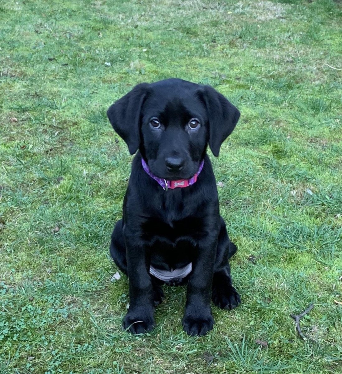 Метис ретривера и ротвейлера