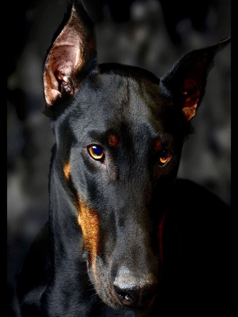 Одежда для собак Доберман