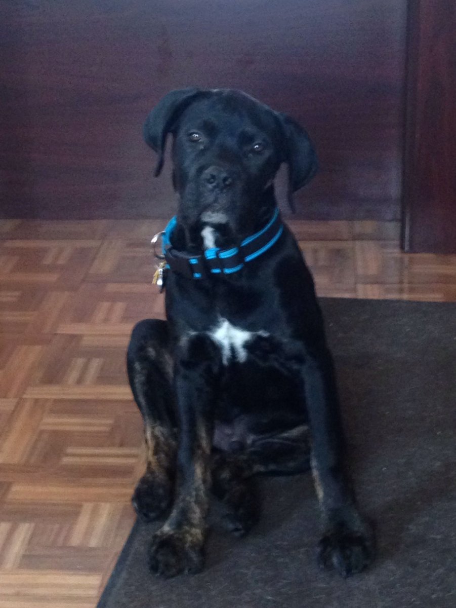 Младенец и ротвейлер