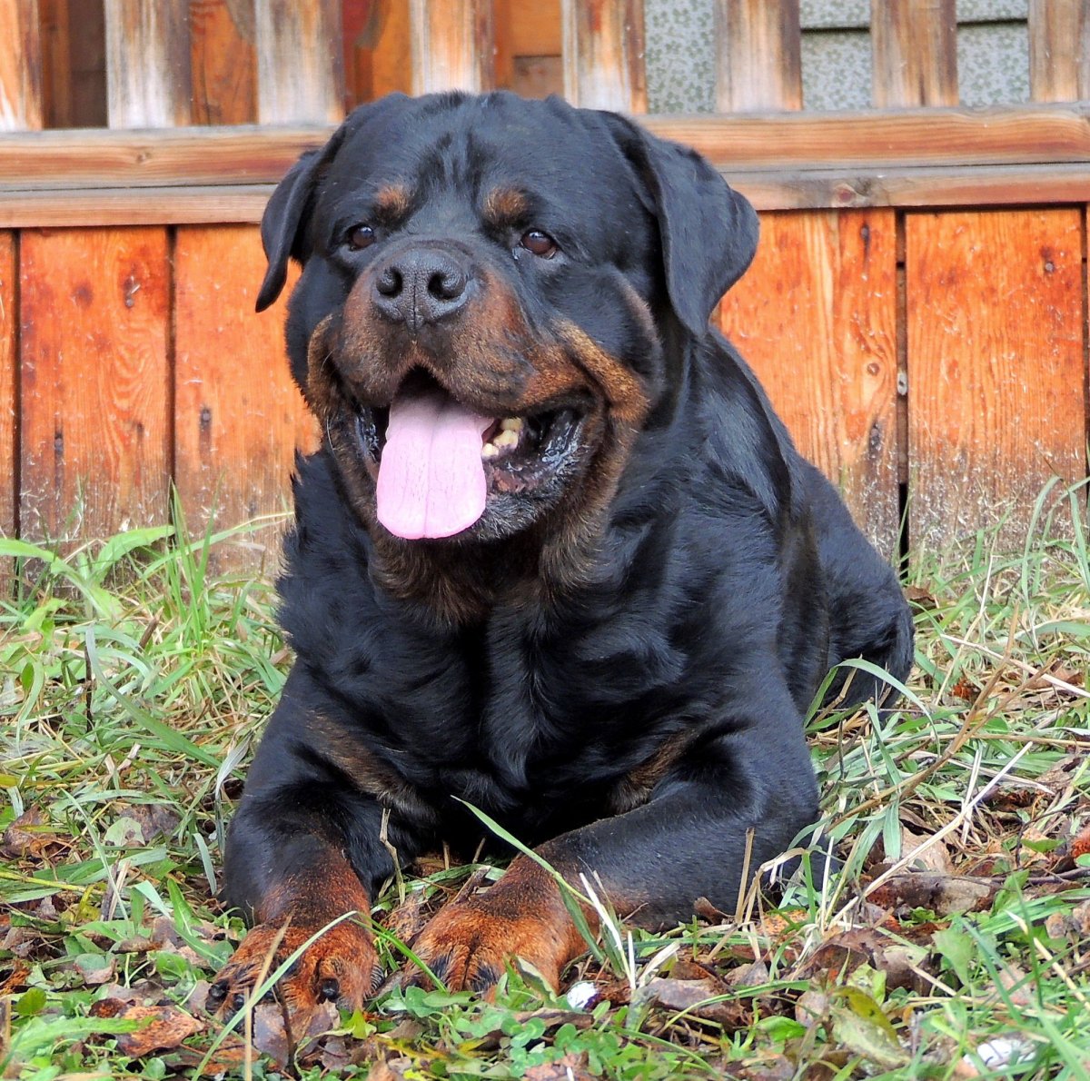 Ротвейлер Ольбурд