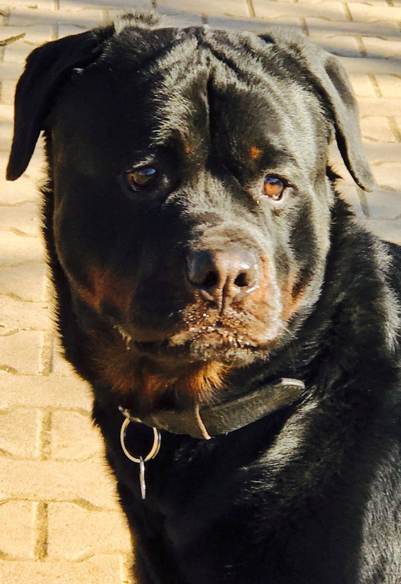 Метис ротвейлера и лабрадора